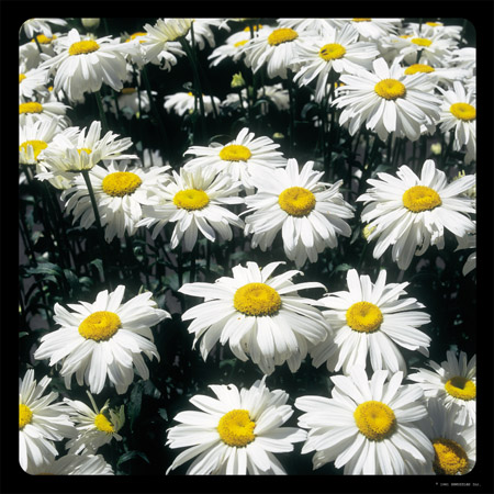 Daisies