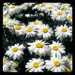 Daisies